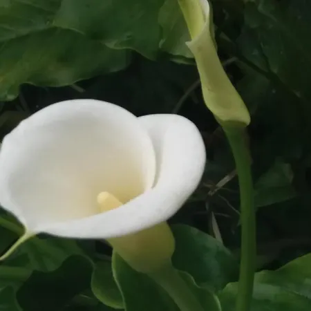 Apartman Olivera Apartments *