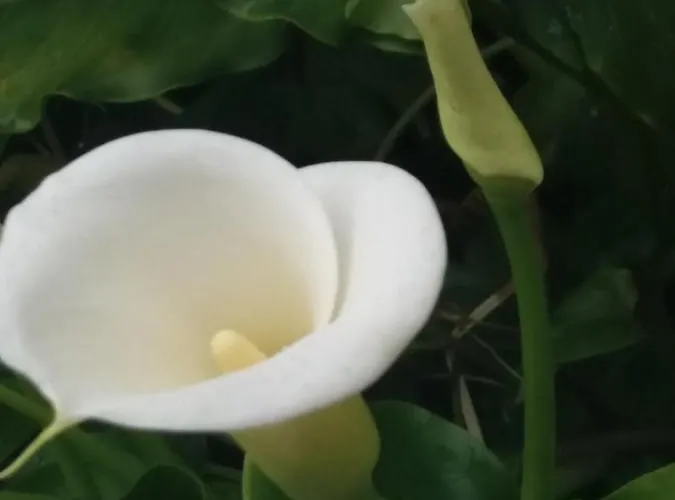 Lägenhet Olivera Apartments *